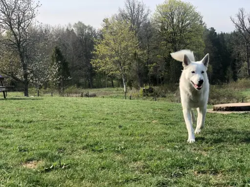 Vit hund springer glatt mot kameran i en grönskande park. En perfekt inkallning hund!