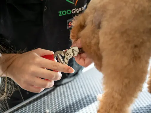 En person klipper försiktigt en hunds pulpa klo med en röd nagelsax.
