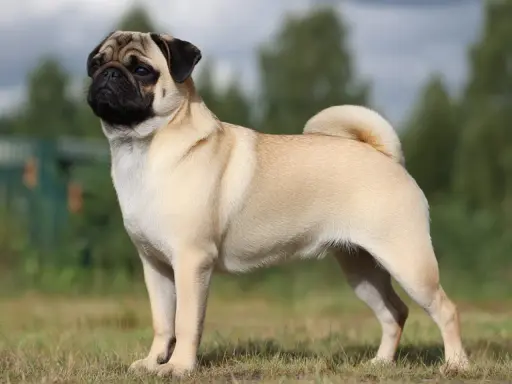 En stolt mops står i gräset. Många mopsägare oroar sig för mops sjukdomar, men denna hund ser frisk ut.