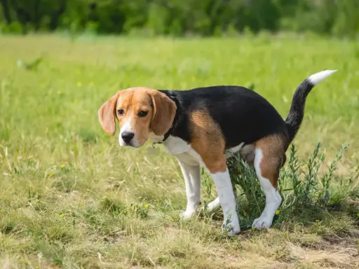 En beagle, en banta hund, nosar i gräset.