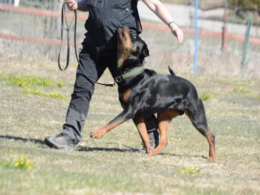 En rottweiler tränas i lydnadsklass 1. Hunden följer sin förare uppmärksamt på en gräsplan.