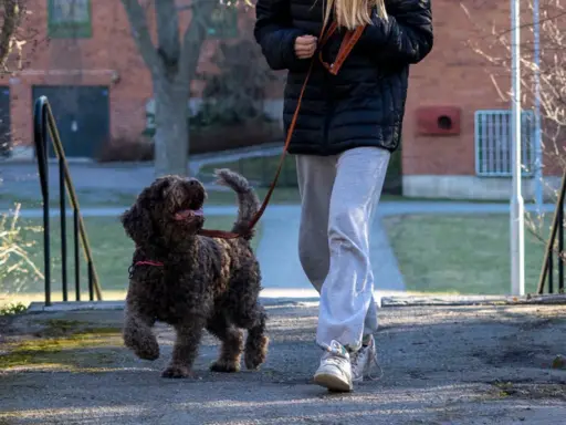 En glad hund som drar i kopplet, ivrig att komma vidare på promenaden.