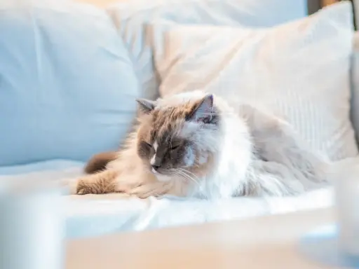 En fluffig katt vilar på en soffa. Snart är det dags för att kastrera katt för att undvika oönskade kattungar.