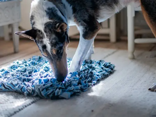 Hund nosar i en blå matta, kanske letar efter sitt bantningsfoder hund.