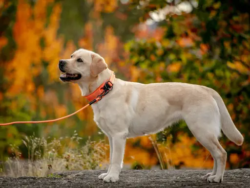En ljus labrador med orange halsband och koppel står på en sten. Bakgrunden är en höstskog med orange och gröna löv. Hundens vikt verkar vara perfekt för en aktiv livsstil.