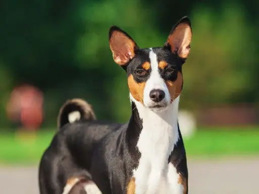 En basenji, känd som en av de tysta hundraserna, står utomhus med sina karakteristiska upprättstående öron och en krullad svans.