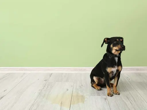 Liten hund sitter på golvet bredvid en pöl. Det ser ut som att hunden kissar inne.