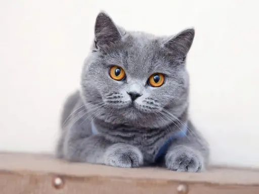 En söt brittisk katt med stora, orange ögon ligger och vilar.