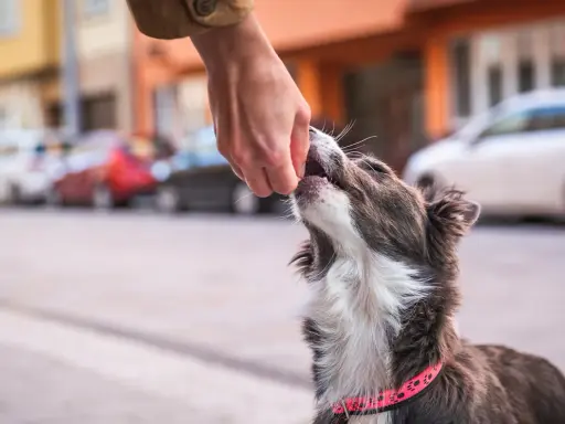 En hund med rosa halsband tar emot en godbit från en hand. Hunden verkar lära sig att gå fint i koppel.