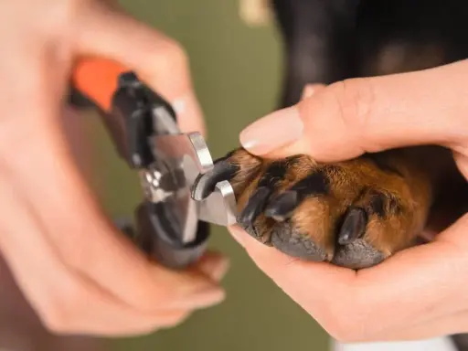 En person klipper en hunds klor. Det är viktigt att veta hur långa klor ska en hund ha för att undvika skador.
