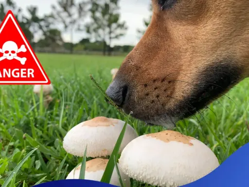 En hund nosar på champinjoner i gräset. En varningsskylt med dödskalle indikerar fara.