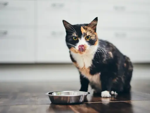 A calico cat with its tongue out sits by an empty food bowl on a wooden floor.