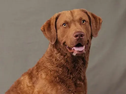 Brun hund med öppen mun och glada ögon. En frisk hund är en lycklig hund, men hur lång tid tar det att banta en hund?