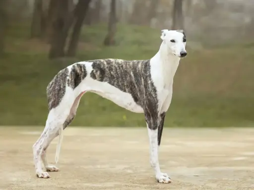 En ståtlig greyhound hund med brindle-mönster står i en park.