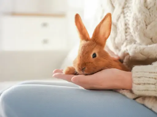 En söt, orange kanin vilar i en hand, en av många fascinerande kanin raser.
