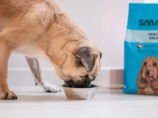 En hund äter ur en skål bredvid en påse hundfoder. Denna hundgyllene valp är kastrerad och njuter av sin måltid.