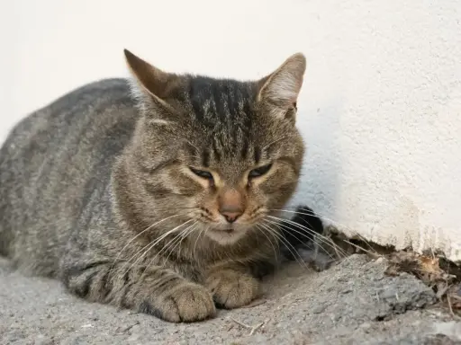 En trött randig katt vilar mot en vit vägg. Katten kan ha symtom på pankreatit.