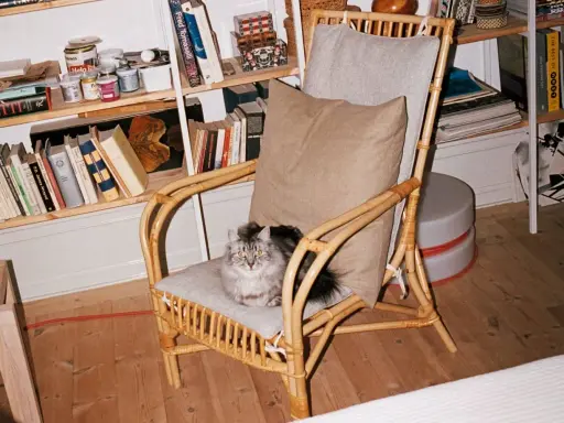 En fluffig, gråvit **inomhus katt** sitter på en korgstol framför en bokhylla fylld med böcker och burkar.