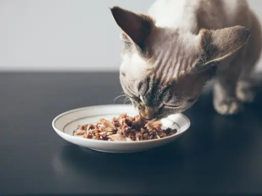 En katt äter från en tallrik med spannmålsfritt kattfoder.
