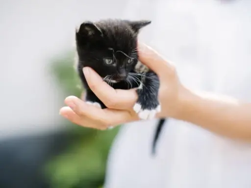 En liten svart kattunge med vita tassar hålls i en hand. Perfekt för din checklista kattunge.