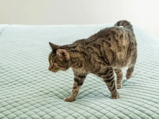 En randig katt smyger fram över en ljusgrön, quiltad yta, nosen lågt mot underlaget som om den försöker lukta sig till något, kanske en olycka där en katt luktar kiss.