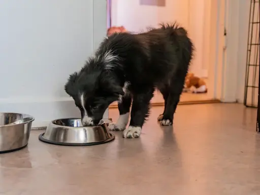 Söt valp äter ur skål, redo för valpfoder till vuxen hund.