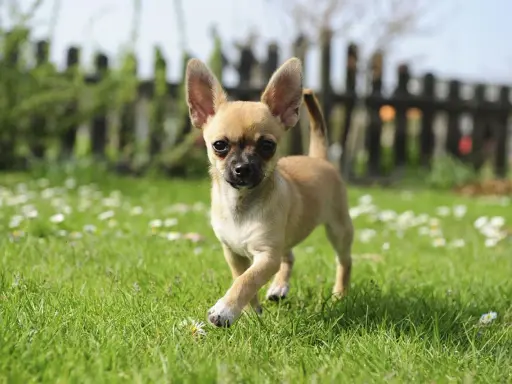 En söt chihuahua-valp springer på en gräsmatta med små vita blommor. En del av en hundraser lista bilder.