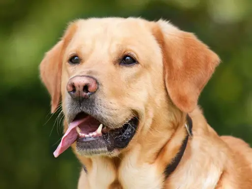 En glad labrador, en av de mest populära stora hundraserna, med tungan ute och blicken fäst på något spännande.