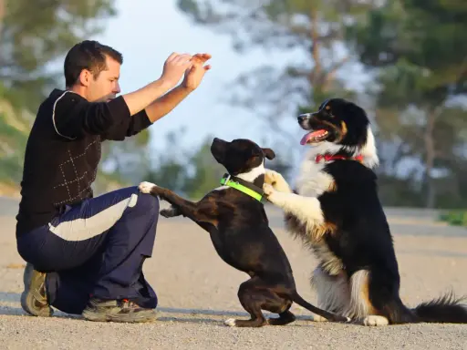 Man ger en high five hund. Två hundar hoppar upp mot mannen som sitter på huk.