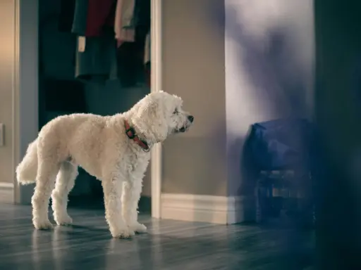 En vit, lockig hund med orange halsband står ensam i en hall och verkar vilja yla.