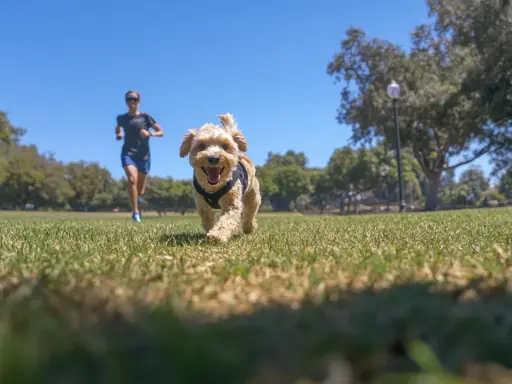 Glad hund springer mot kameran i en park, med en person som springer i bakgrunden.