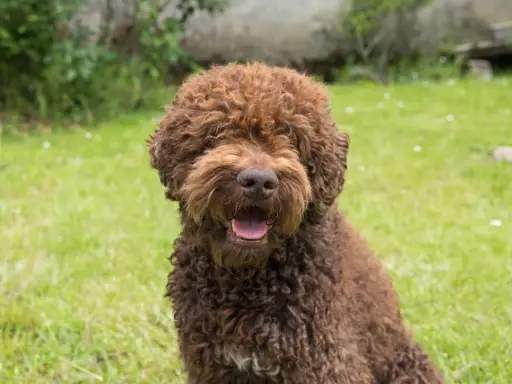 En glad, lockig brun hund, en perfekt allergifri hund, sitter i gräset och flämtar.