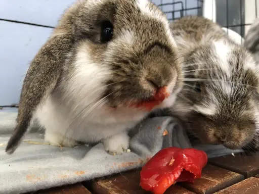 Två kaniner med röd paprika på nosen. De verkar ha njutit av sitt snack.