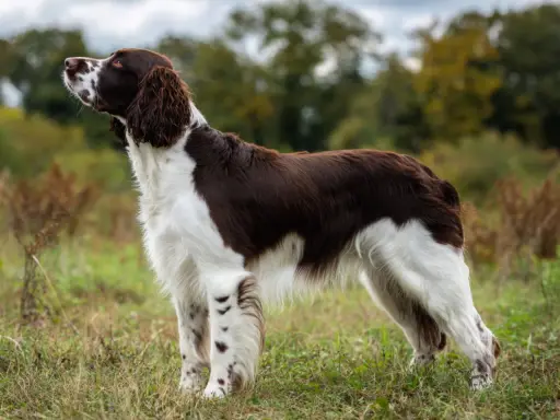 En stolt springer spaniel står i gräset, redo för äventyr.