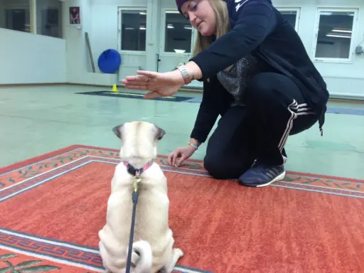 En kvinna tränar sin mops på en viltspårskurs. Hunden sitter på en matta och tittar upp mot kvinnan som ger den en godbit.