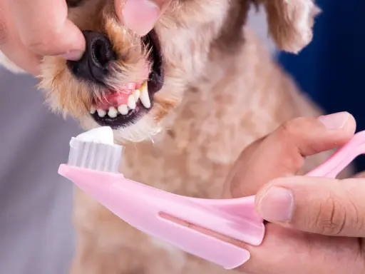 En person borstar tänderna på en hund med en rosa tandborste och vit tandkräm.