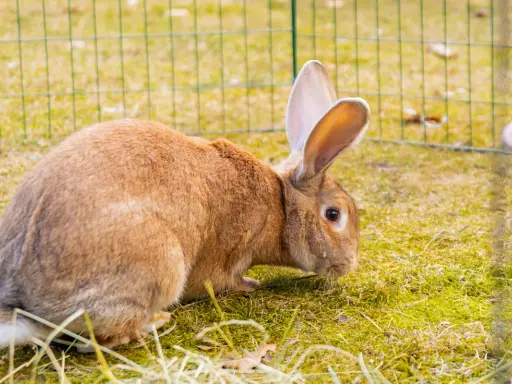 En brun kanin med stora öron nosar på gräset i en inhägnad. Lär dig hur man tar hand om en kanin för att den ska må bra.
