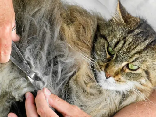 En person klipper tovor ur en långhårig katts päls. Katten har gröna ögon och tittar mot kameran.