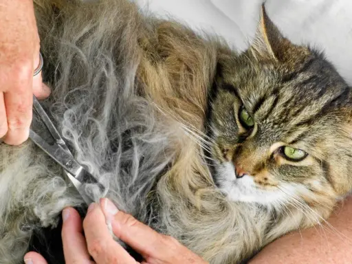 En person klipper försiktigt tovor ur en långhårig katts päls. Katten har gröna ögon och ser lite skeptisk ut.