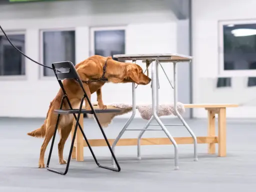 En brun hund klättrar på en stol för att nå en låg bordsskiva, fokuserad på sitt nose work-uppdrag.