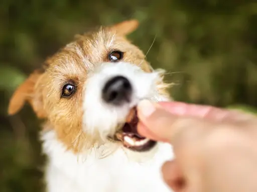 En söt hund får en godbit, kanske till och med kattmat till hund, från en hand.
