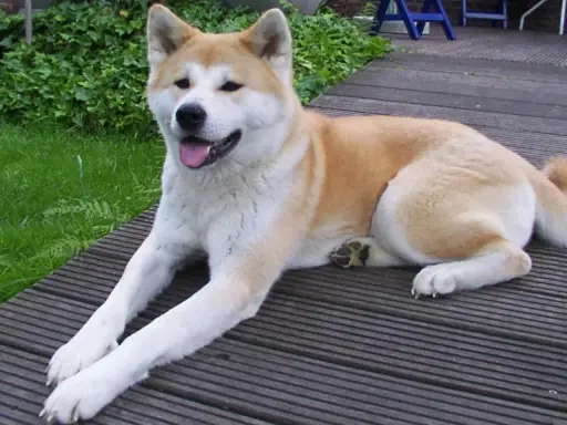 En ståtlig akita inu vilar på en träaltan, med grönskande buskar i bakgrunden.