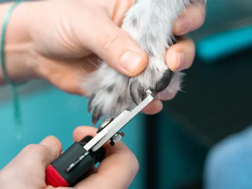 En person klipper en hunds långa klor med en klosax.