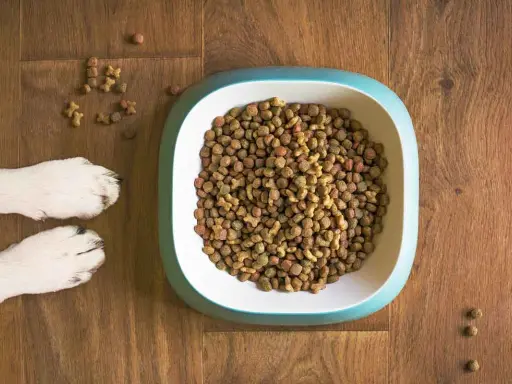 En hundskål fylld med torrfoder. Bredvid skålen syns två hundtassar. En fråga som många hundägare ställer sig är: hur mycket mat ska en hund ha?