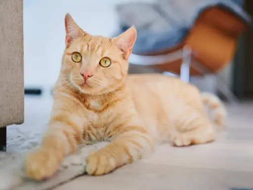 An orange tabby cat with bright yellow eyes lies on a rug, looking towards the camera.