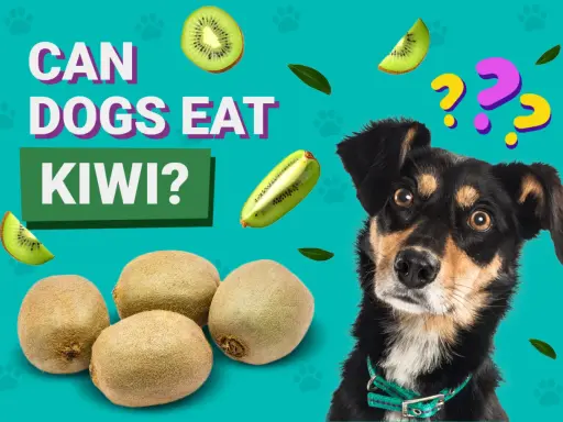 En nyfiken kiwi hund tittar på frukten. Kan hundar äta kiwi? Frågetecken svävar över hans huvud.