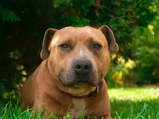 En brun amstaff kamphund vilar i gräset under ett träd.