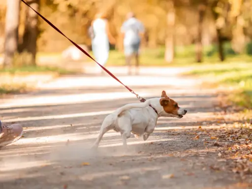En hund springer på en grusväg i en park, med en person vid sidan. Hunden verkar ivrig att dressera sig själv för ett äventyr.