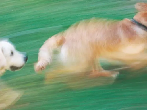 Två hundar springer i gräset, en ljus och en gyllene. Deras rörelse skapar en känsla av fart och lekfull berikning för hunden.