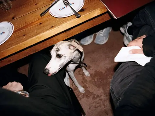 En vitkål hund sitter under ett träbord, med tallrikar med texten "PIZZA" och skor som syns i bakgrunden.